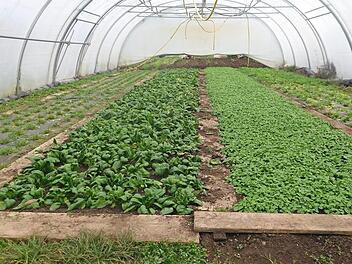 So sieht es derzeit im Solawi-Gewächshaus aus. Foto: privat