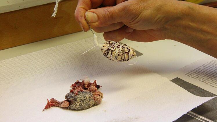 Der Vogelkörper ist aus dem Federkleid herausgeschält. Er wird durch einen neuen aus Holzwolle und Watte ersetzt.