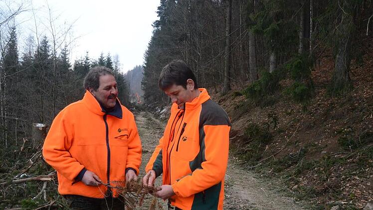 Forstwirtschaftsmeister Georg Scherbel (links) und Stefan Wittenberg (Servicestellenleiter Forstbetrieb Rothenkirchen) zeigen anhand von Zweigen, wie notwendig die Baumfällaktion wegen schadhafter Fichten wirklich ist. Da gibt es nur noch braune Farbe, kein Grün mehr.K.-H. Hofmann