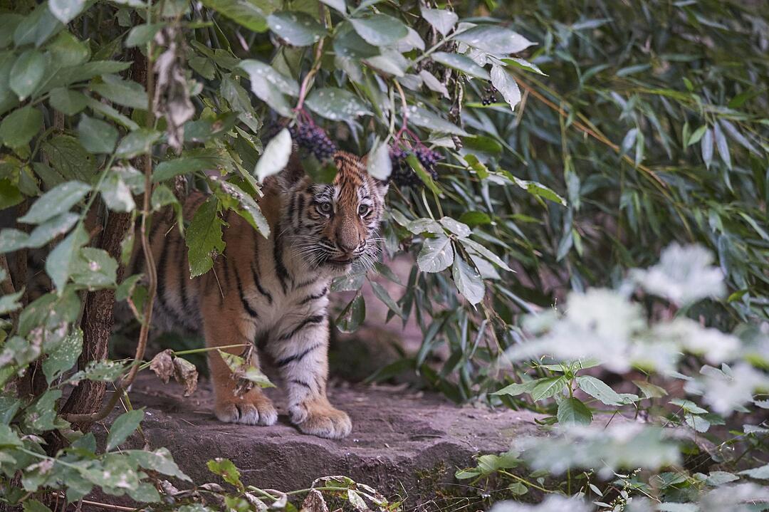 Kleine Tiger im Außengehege des Tiergartens Nürnberg