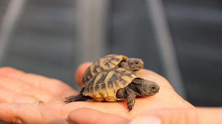 Der  Supersommer  2018 hat es möglich gemacht, dass die nur wenige Gramm leichten Schildkrötenbabys völlig ohne Brutkasten und menschliche Hilfe in Franken zur Welt kamen.Diana Fuchs