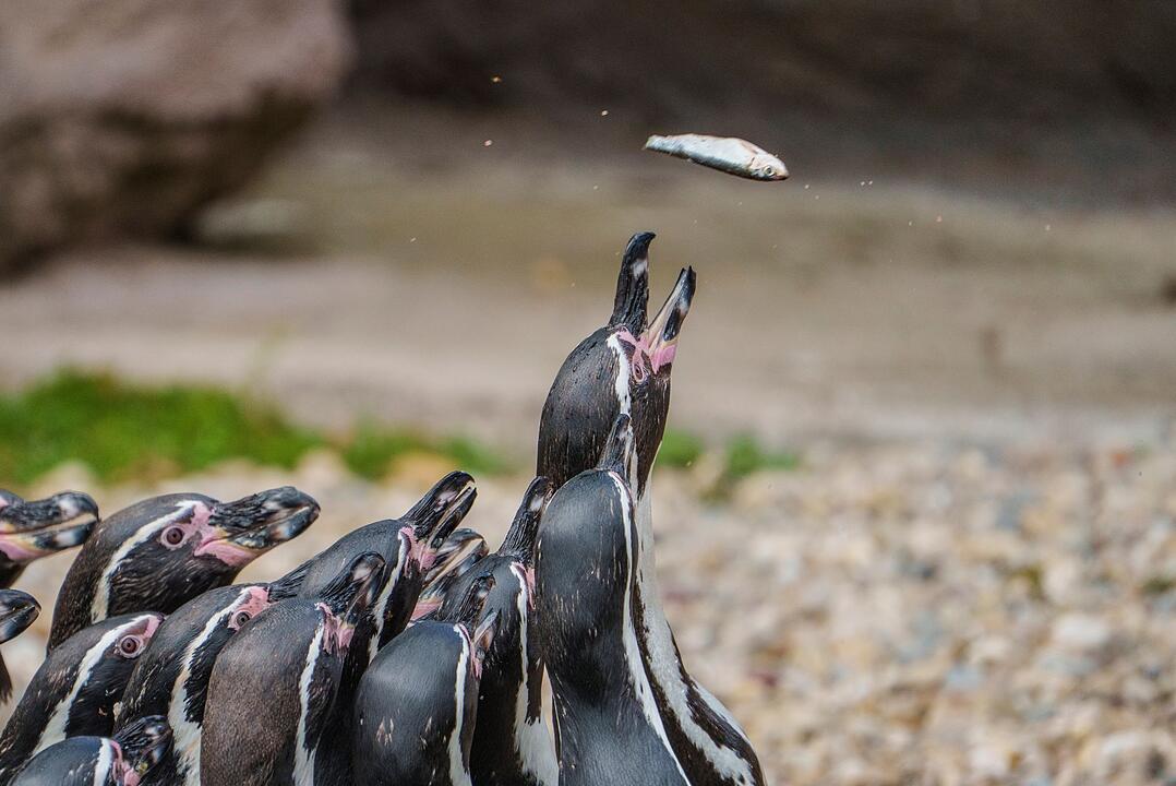 „Zootag“ im Zoo Frankfurt