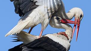 Storchenpaar besetzt Strommast