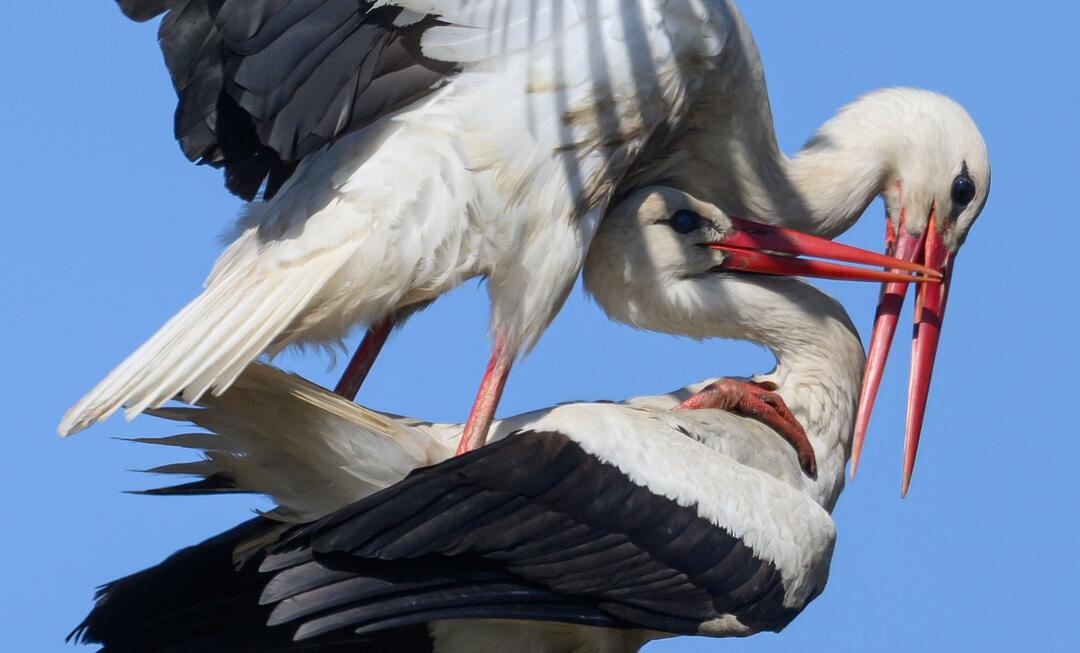 Storchenpaar besetzt Strommast
