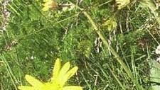Die gelbe Blume Arnika soll Teuschnitz voranbringen.  Foto: Archiv