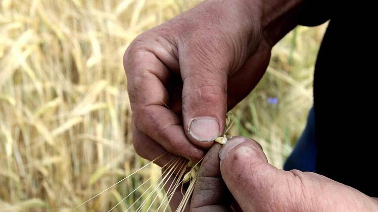 Nur Minikörner hat die Gerste hervorgebracht. Foto: Richard Sänger