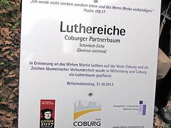 Jetzt weist eine Hinweistafel im Coburger Hofgarten auf die Bedeutung der Luther-Eiche hin. Fotos: Martin Koch