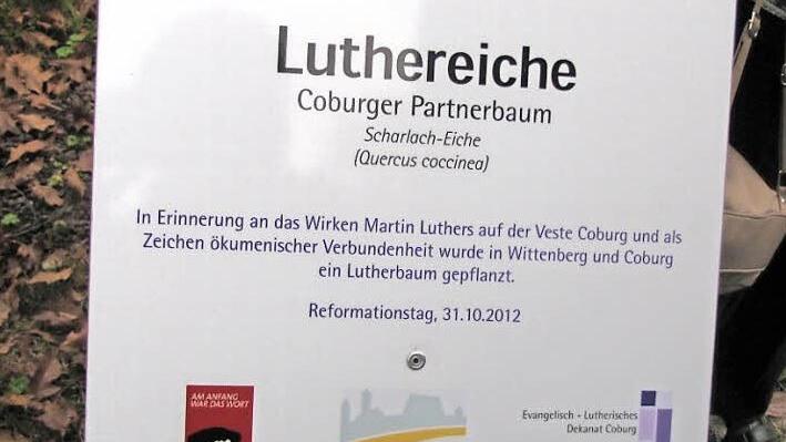 Jetzt weist eine Hinweistafel im Coburger Hofgarten auf die Bedeutung der Luther-Eiche hin. Fotos: Martin Koch