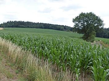 Hier soll der Solarpark entstehen. Foto: Klaus-Peter Wulf