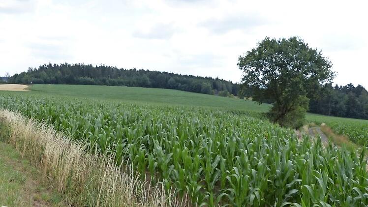 Hier soll der Solarpark entstehen. Foto: Klaus-Peter Wulf
