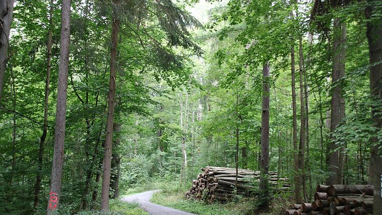 Einer der vielen Wege, die den Buchwald durchziehen. Für eine Zufahrt zur Plassenburg müsste wohl einer von ihnen breiter ausgebaut werden. Foto: Katrin Geyer