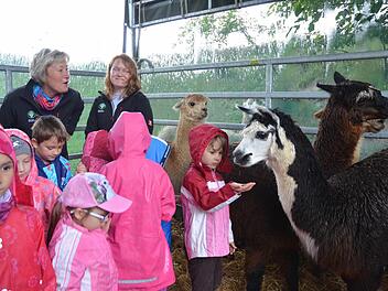 Mit Alpakas im engen Unterstand macht der Kindertag auf dem Bauernhof auch bei Regen richtig Spaß. Foto: Rainer Lutz