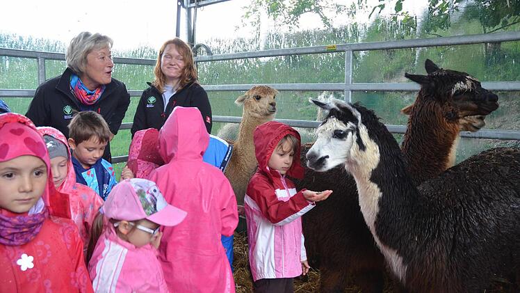 Mit Alpakas im engen Unterstand macht der Kindertag auf dem Bauernhof auch bei Regen richtig Spaß. Foto: Rainer Lutz