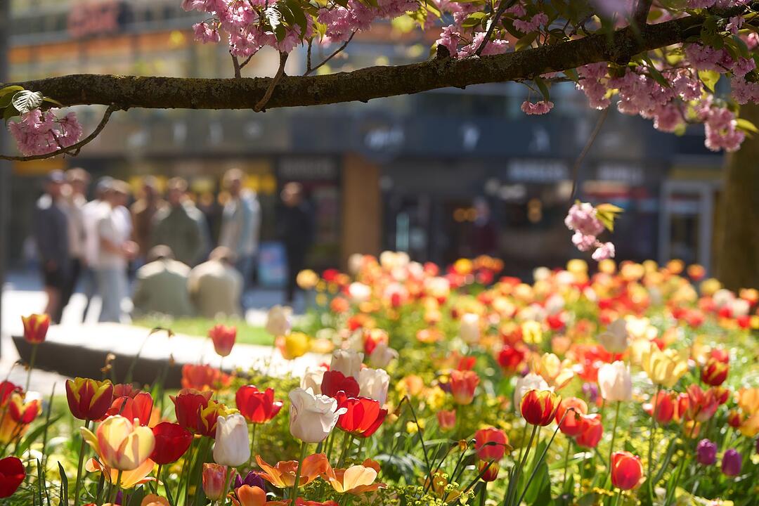 Fr&uuml;hlingswetter in Koblenz