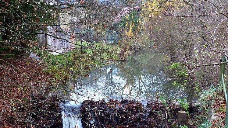 Der zweite Biberdamm im Ortsteil Weiherhaus beim Sportplatz. Foto: Dieter Hübner