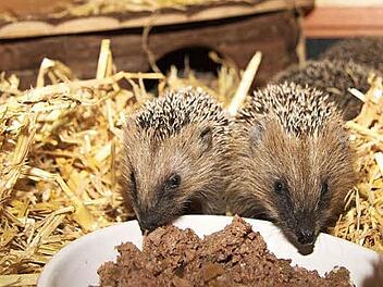 Die kleinen Igel in der Tierauffangstation sind kein bisschen scheu: Sobald Katzenfutter in der Nähe ist, kommen sie aus ihren Verstecken.