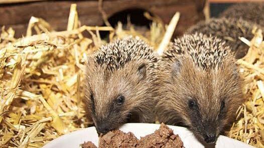 Die kleinen Igel in der Tierauffangstation sind kein bisschen scheu: Sobald Katzenfutter in der Nähe ist, kommen sie aus ihren Verstecken.