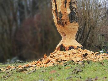 Typisch: Kreisrund hat der Biber den Apfelbaum in Alfred Hoffmanns Garten angefressen. Der Besitzer will ihm den Baum nun schenken und ist gespannt, wie das Tier weiter bei seiner Arbeit vorgehen wird. Foto: Dominic Buckreus