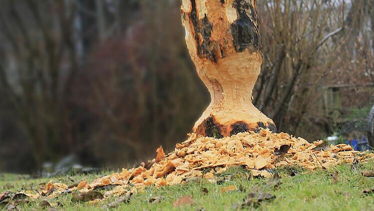 Typisch: Kreisrund hat der Biber den Apfelbaum in Alfred Hoffmanns Garten angefressen. Der Besitzer will ihm den Baum nun schenken und ist gespannt, wie das Tier weiter bei seiner Arbeit vorgehen wird. Foto: Dominic Buckreus