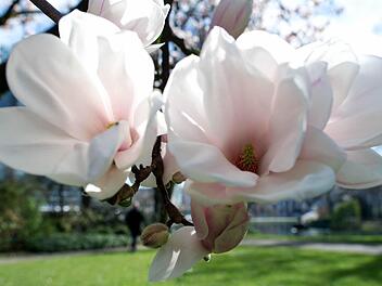 Foto: Federico Gambarini/dpa