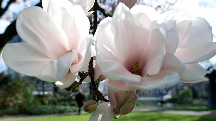 Foto: Federico Gambarini/dpa