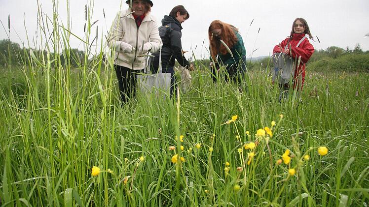 Gabriele Titze, Michaela Reinsch, Julia Möbius und Antonia Schüssler plündern die Wiesen für den Blumenteppich.