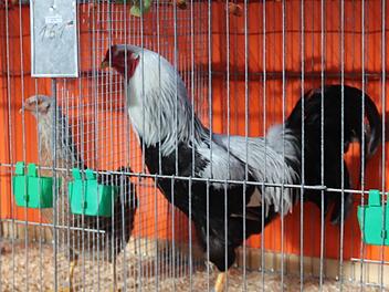 Es gab zahlreiche seltene Rassen zu bewundern.    Foto: Johanna Blum