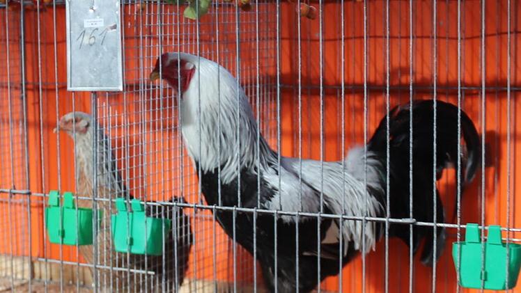 Es gab zahlreiche seltene Rassen zu bewundern.    Foto: Johanna Blum