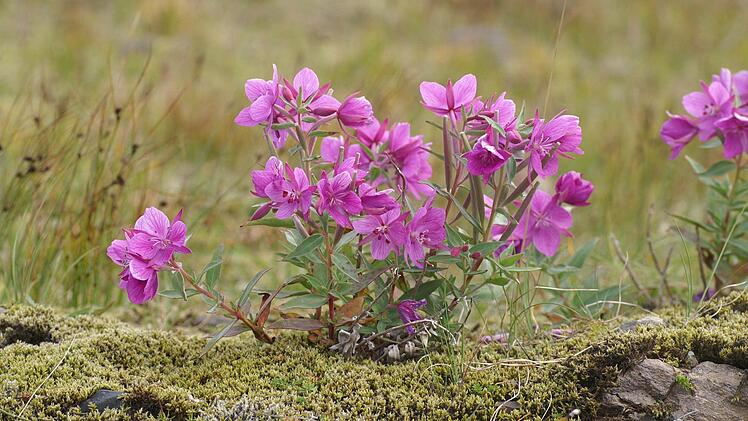Epilobium ist auch als Weidenröschen bekannt. Foto: Gisela von Brackel