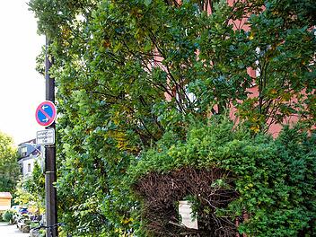 Stadt Erlangen verlangt Busch-Beschneidung - Hotel reagiert mit Humor: "Sch&auml;me mich f&uuml;r diesen Anblick"