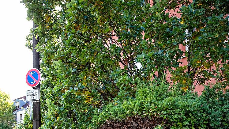 Stadt Erlangen verlangt Busch-Beschneidung - Hotel reagiert mit Humor: "Sch&auml;me mich f&uuml;r diesen Anblick"