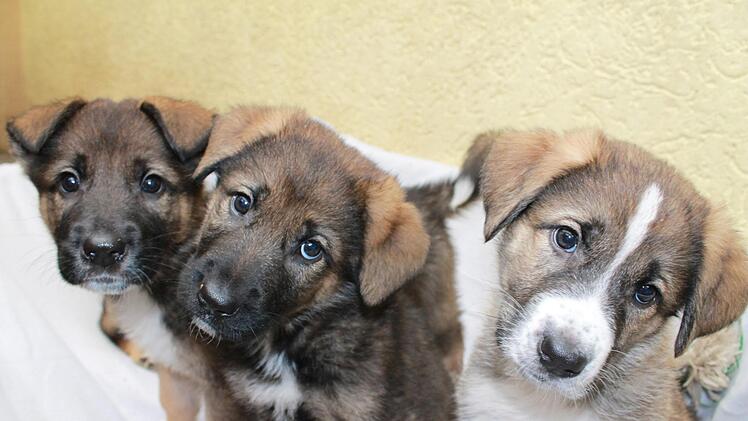Diese süßen Welpen sind neu im Tierheim