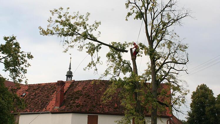 2035: Der Mitarbeiter eines Unternehmens beginnt in großer Höhe mit der Entastung.