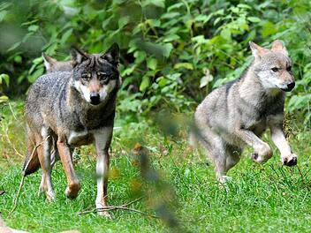 Eine erwachsene W&ouml;lfin Symbolfoto: Carsten Rehder/dpa