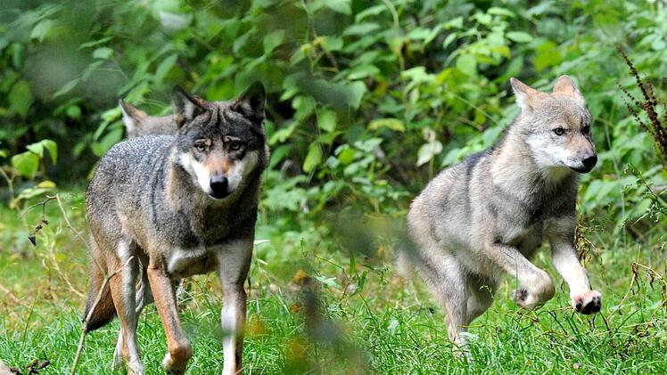 Eine erwachsene Wölfin Symbolfoto: Carsten Rehder/dpa