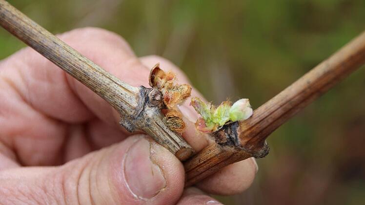 Frost hat die Knospe der Weinrebe (links) zerstört. Die Knospe der "Frostrute" (rechts) ist gesund geblieben. Foto: Ronald Heck