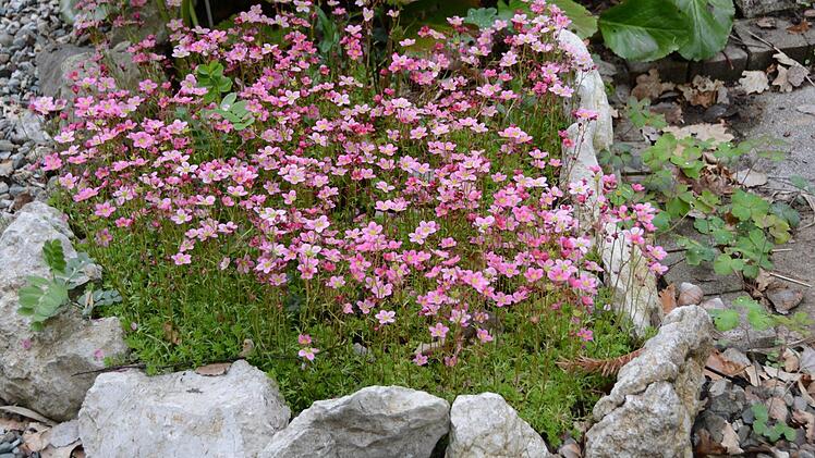 Kreativ im Garten: Rosemarie Hübner aus Katschenreuth verwirklicht in ihrer grünen Oase ihre Ideen und findet dabei Ruhe und Entspannung. Foto: Dagmar Besand
