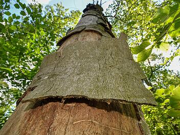 Abplatzende Rinde ist ein untrügliches Zeichen:  Vertrocknender Baum bei Kremmeldorf.  Alle Fotos: Ronald Rinkef