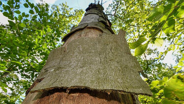 Abplatzende Rinde ist ein untrügliches Zeichen:  Vertrocknender Baum bei Kremmeldorf.  Alle Fotos: Ronald Rinkef