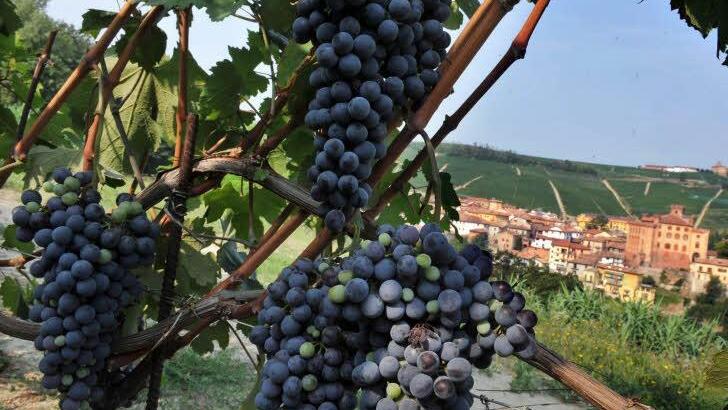 Leicht versteckt in einem Weinberg bei Knetzgau lag das Gold in Plastiktüten verpackt. Symbolbild:dpa