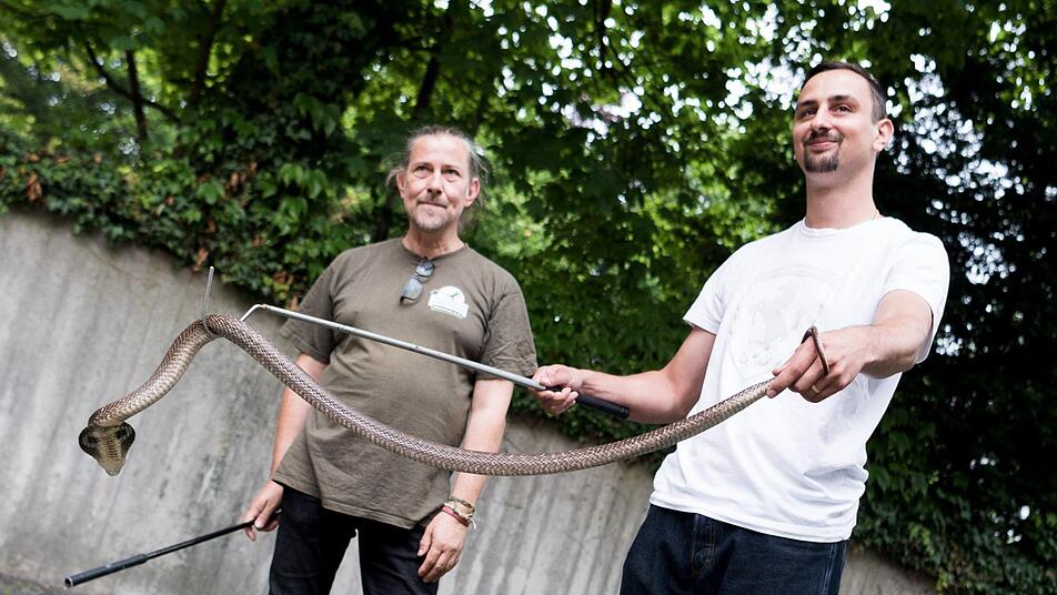 Stationsleiter Markus Baur (l) zeigt einem Bundeswehrsoldaten am 28.06.2017 in der Reptilienauffangstation in München (Bayern) den Umgang mit einer Brillenschlange (Naja naja). Bundeswehrsoldaten lernen in der Auffangstation für Reptilien den Umgang mit Giftschlangen. Foto: Alexander Heinl, dpa