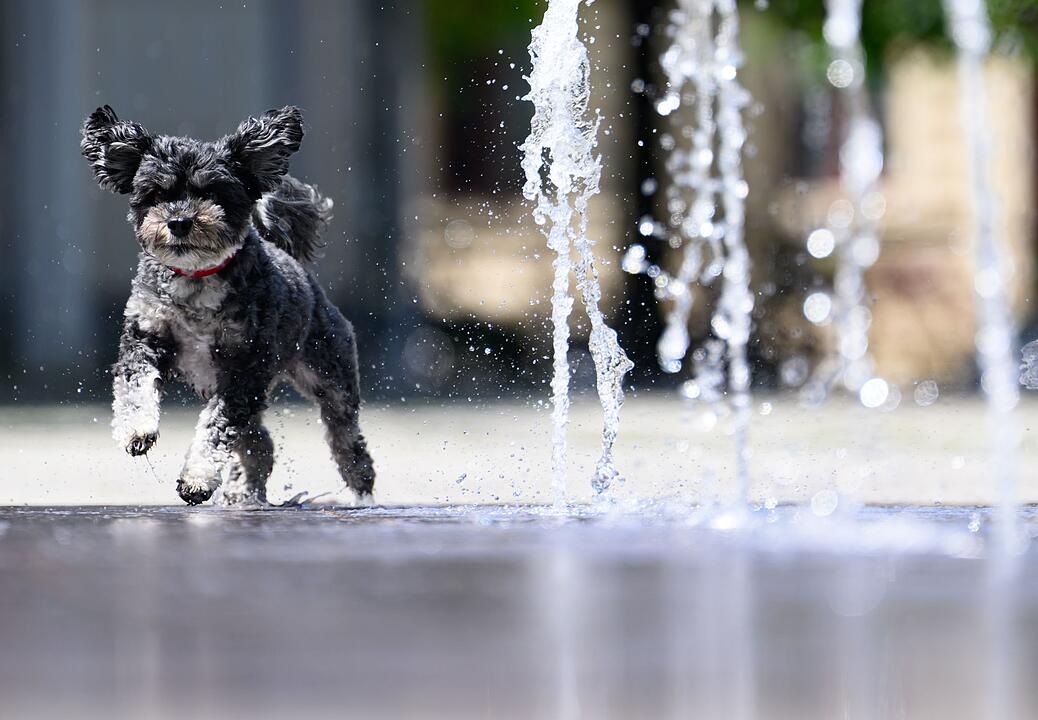 Wetter in Dresden