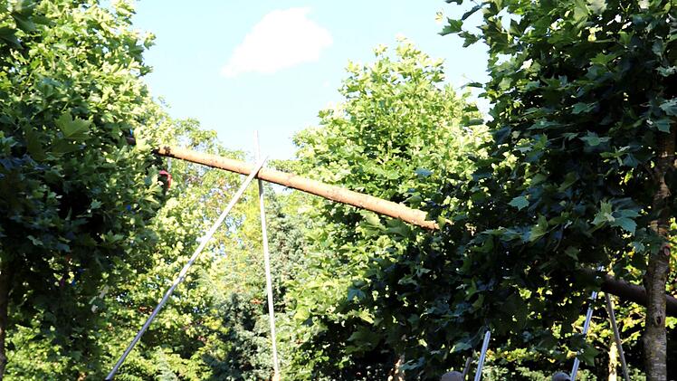 Der Baum wird aufgestellt. Foto: Johanna Blum