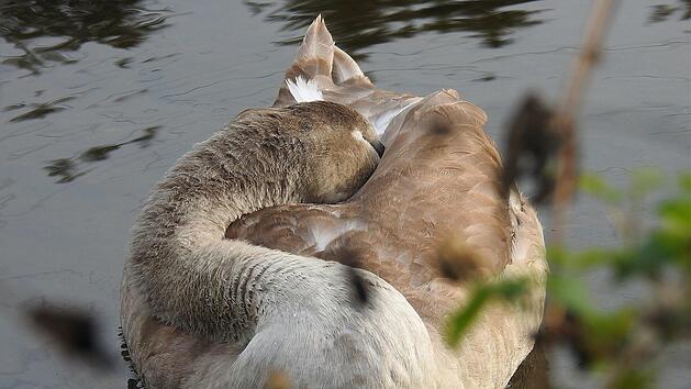 Schwan, H&ouml;ckerschwan