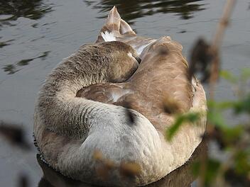 Schwan, H&ouml;ckerschwan