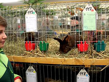 Der zwölfjährige Sebastian Keilholz aus Heroldsbach ist stolz auf seine Kaninchen der Rasse Deilenaar, für die er einen Ehrenpreis bekam.  Johanna Blum