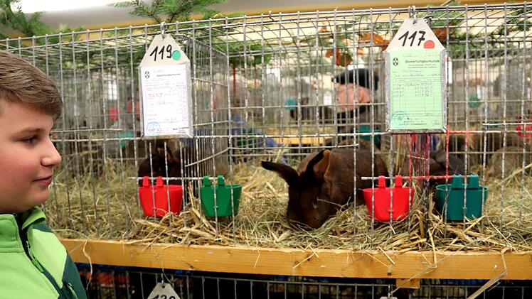 Der zwölfjährige Sebastian Keilholz aus Heroldsbach ist stolz auf seine Kaninchen der Rasse Deilenaar, für die er einen Ehrenpreis bekam.  Johanna Blum