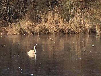 Der Schwan saß still auf dem zugefrorenen Wolfgangssee und regte sich nicht. Foto: Feuerwehr Coburg