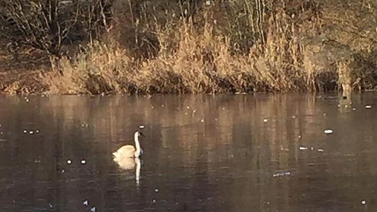 Der Schwan saß still auf dem zugefrorenen Wolfgangssee und regte sich nicht. Foto: Feuerwehr Coburg