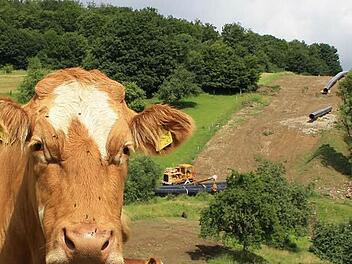 Nicht in die Röhre, sondern in die Pipeline schauten die Kühe rund um Zeitlofs, als dort im Jahr 2012 eine riesige Gas-Pipeline in Richtung Würzburg eingegraben wurde. Eine ähnliche Erdbewegung könnte bald anstehen, falls die Südlink-Trasse als Erdkabel quer durch den Landkreis geführt wird. Foto: Archiv/Ralf Ruppert